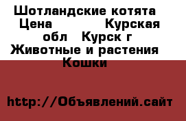 Шотландские котята › Цена ­ 4 000 - Курская обл., Курск г. Животные и растения » Кошки   